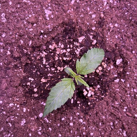 Royal Cheese Automatic growlog timeline photo