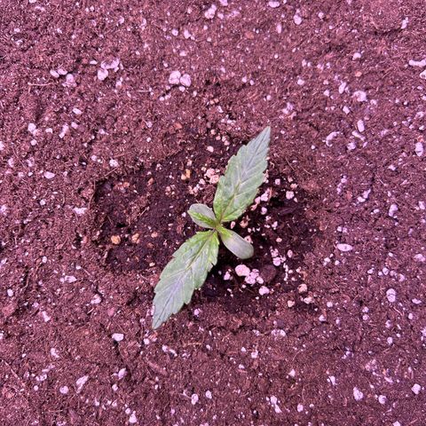 Grape Ape growlog timeline photo