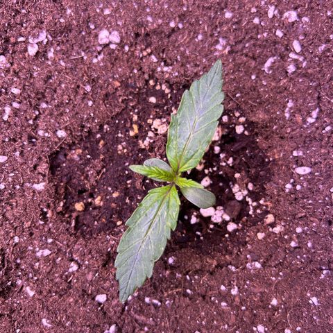 Grape Ape growlog timeline photo