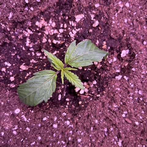 Royal Cheese Automatic growlog timeline photo
