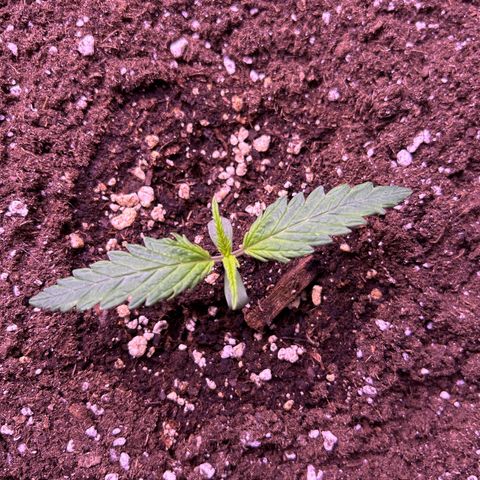 Royal Kush Automatic growlog timeline photo