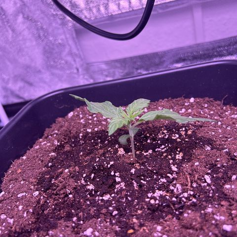 Wedding Cake Auto growlog timeline photo