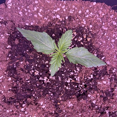 Wedding Cake Auto growlog timeline photo