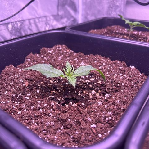 Royal Cheese Automatic growlog timeline photo