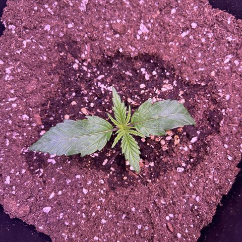Royal Cheese Automatic growlog timeline photo