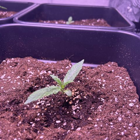 Grape Ape growlog timeline photo