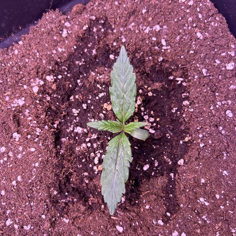 Grape Ape growlog timeline photo