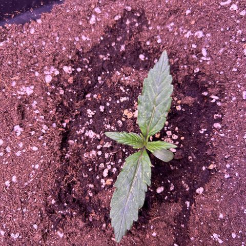 Grape Ape growlog timeline photo