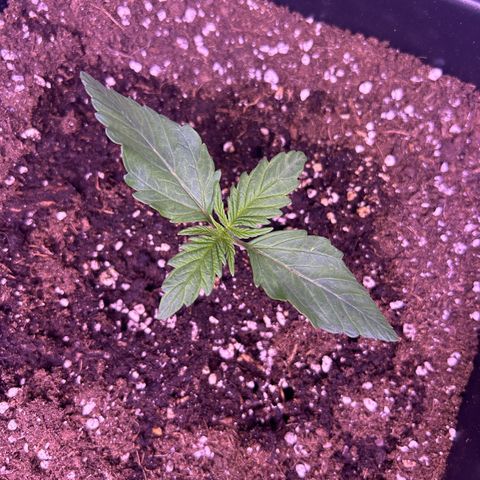 Wedding Cake Auto growlog timeline photo