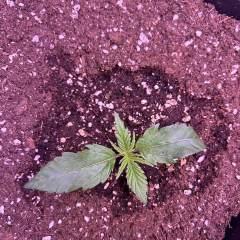Royal Cheese Automatic growlog timeline photo