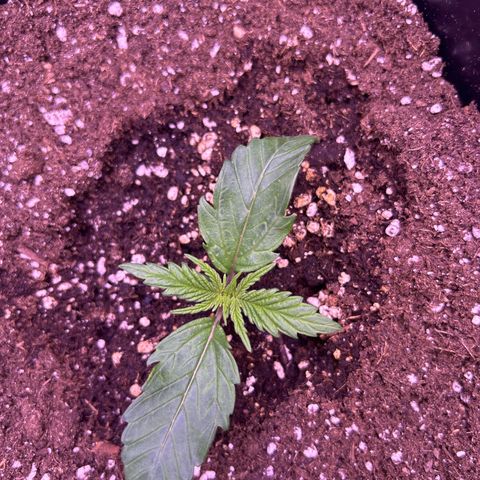 Royal Cheese Automatic growlog timeline photo