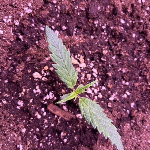 Royal Kush Automatic growlog timeline photo