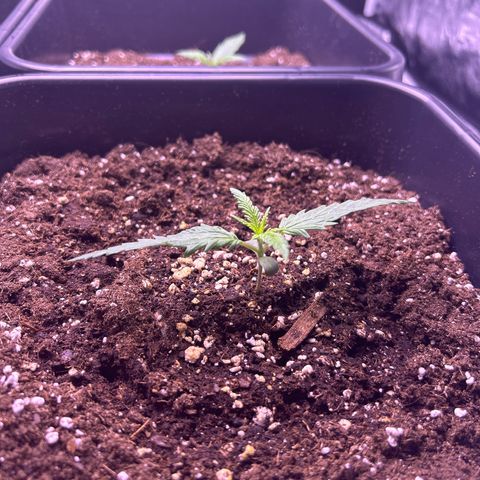 Royal Kush Automatic growlog timeline photo