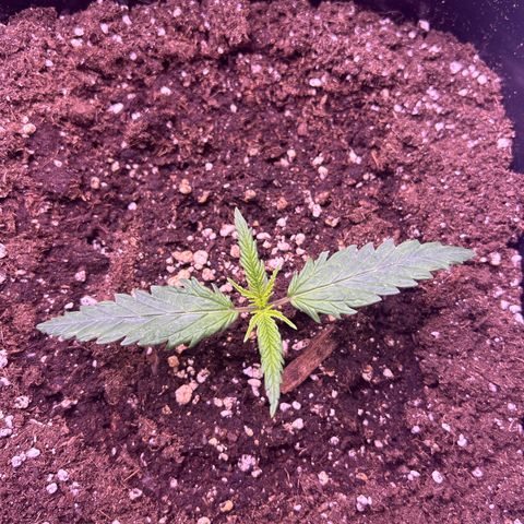 Royal Kush Automatic growlog timeline photo