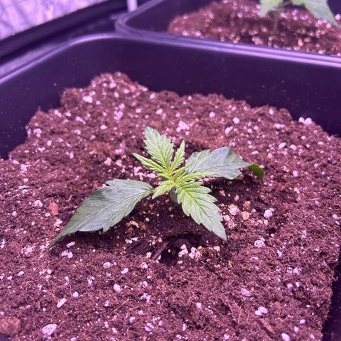 Royal Cheese Automatic growlog timeline photo