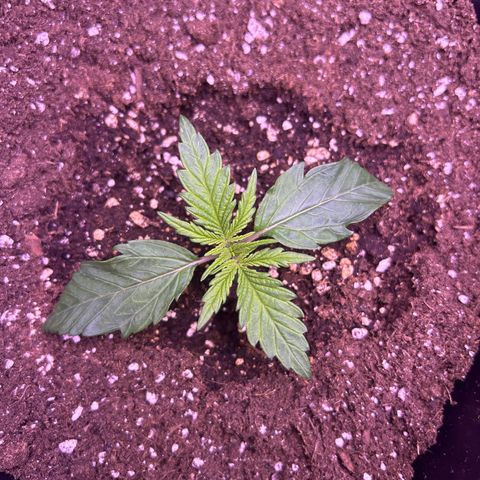 Royal Cheese Automatic growlog timeline photo