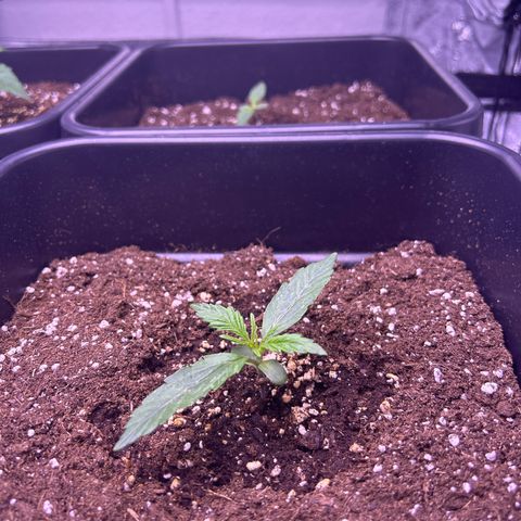 Grape Ape growlog timeline photo