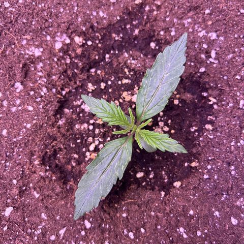 Grape Ape growlog timeline photo