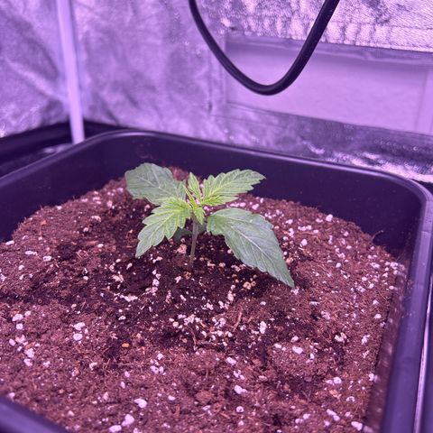 Wedding Cake Auto growlog timeline photo
