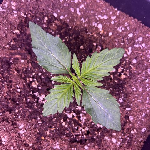 Wedding Cake Auto growlog timeline photo