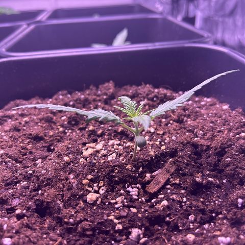 Royal Kush Automatic growlog timeline photo