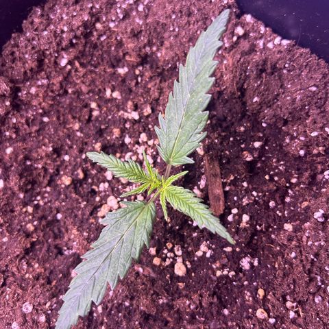 Royal Kush Automatic growlog timeline photo