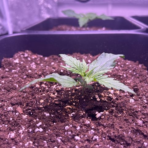 Royal Cheese Automatic growlog timeline photo