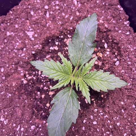 Royal Cheese Automatic growlog timeline photo