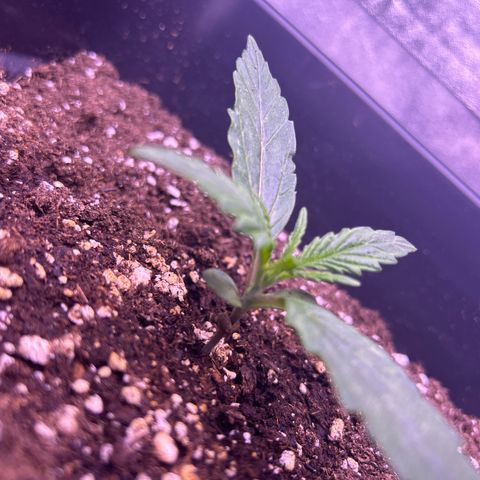 Grape Ape growlog timeline photo