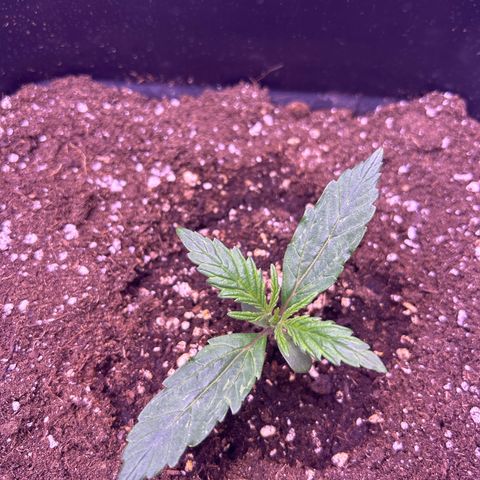 Grape Ape growlog timeline photo