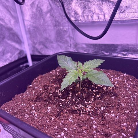 Wedding Cake Auto growlog timeline photo