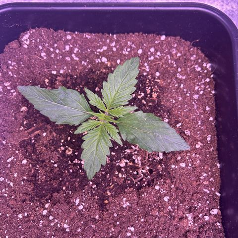 Wedding Cake Auto growlog timeline photo