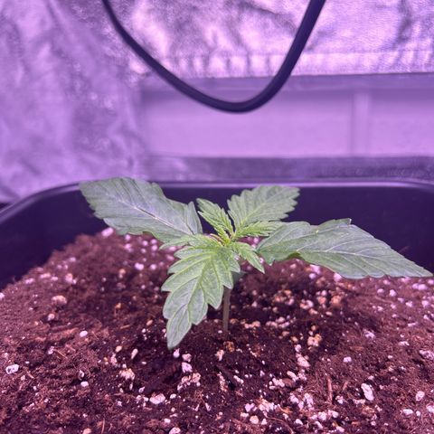 Wedding Cake Auto growlog timeline photo