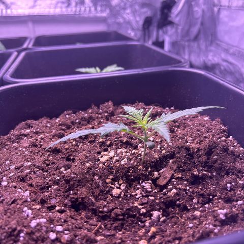 Royal Kush Automatic growlog timeline photo