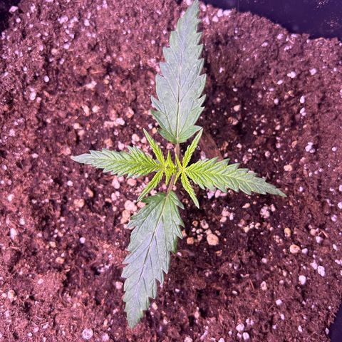 Royal Kush Automatic growlog timeline photo