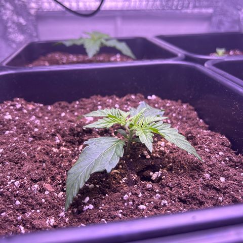 Royal Cheese Automatic growlog timeline photo