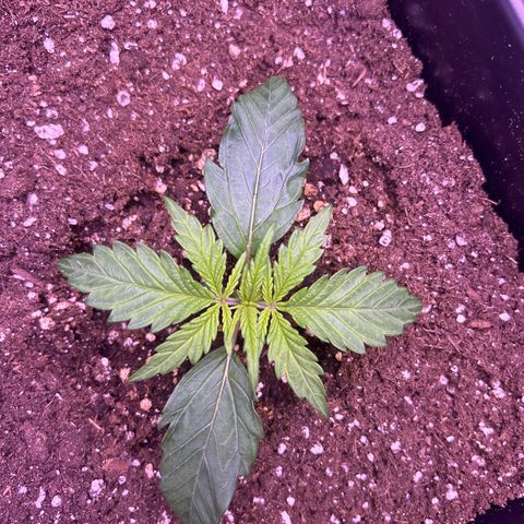 Royal Cheese Automatic growlog timeline photo
