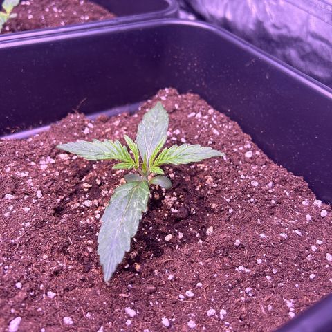 Grape Ape growlog timeline photo