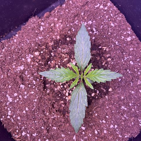 Grape Ape growlog timeline photo