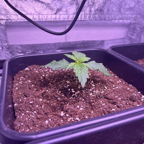 Wedding Cake Auto growlog timeline photo