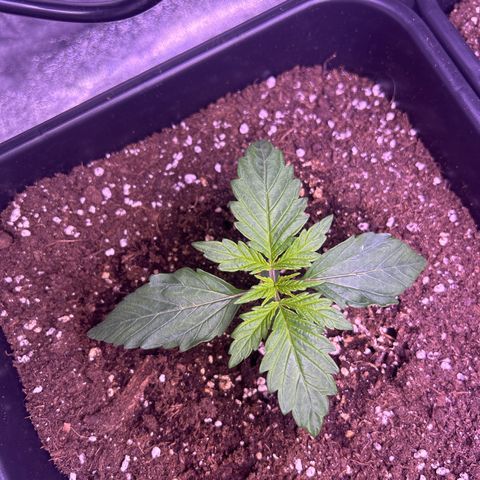 Wedding Cake Auto growlog timeline photo