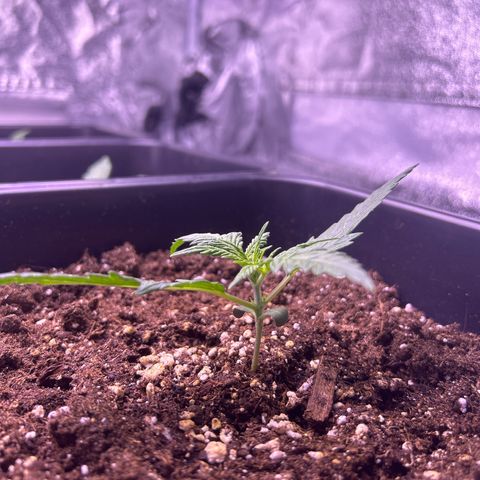 Royal Kush Automatic growlog timeline photo