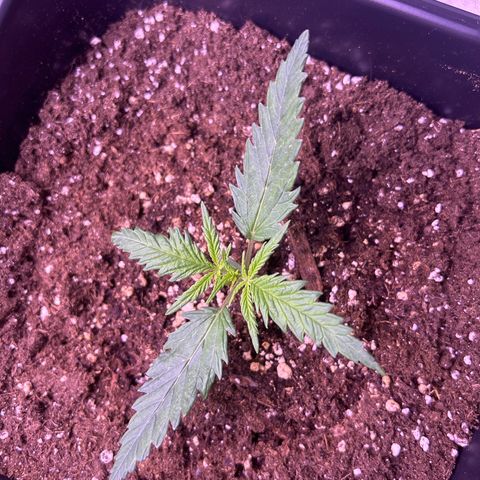 Royal Kush Automatic growlog timeline photo