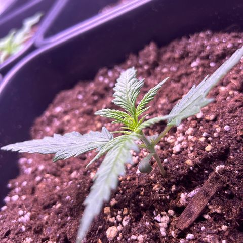 Royal Kush Automatic growlog timeline photo
