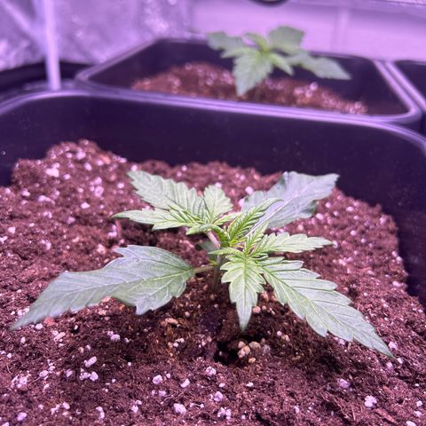 Royal Cheese Automatic growlog timeline photo