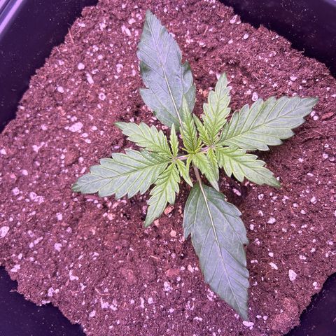 Royal Cheese Automatic growlog timeline photo