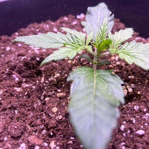 Royal Cheese Automatic growlog timeline photo