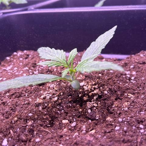 Grape Ape growlog timeline photo