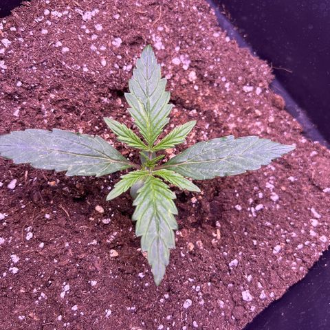 Grape Ape growlog timeline photo