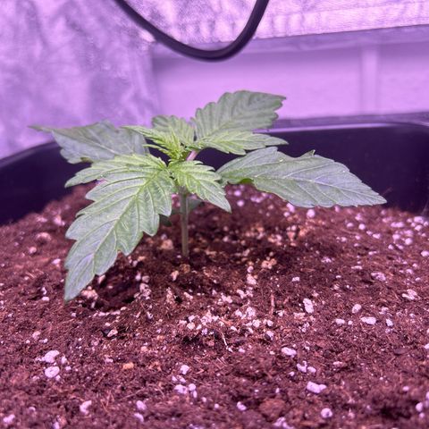 Wedding Cake Auto growlog timeline photo